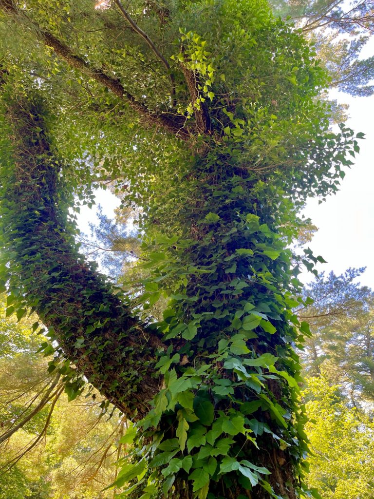 Old Westbury Gardens, Westbury, NY